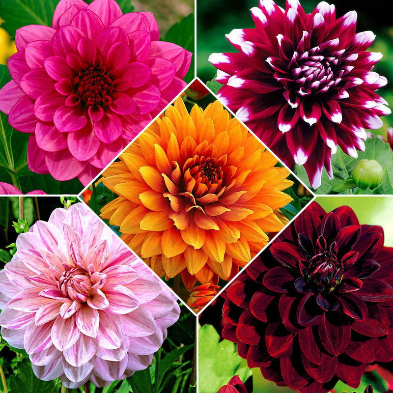 Großblütige Dahlien Mischung (x5)