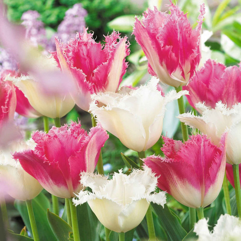 Tulpen Mischung 'Royal Wedding' (x20)