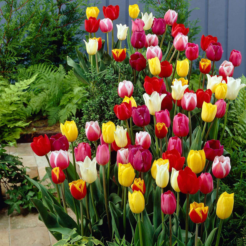 Tulpen Mischung '60 days of Tulips' (x30)