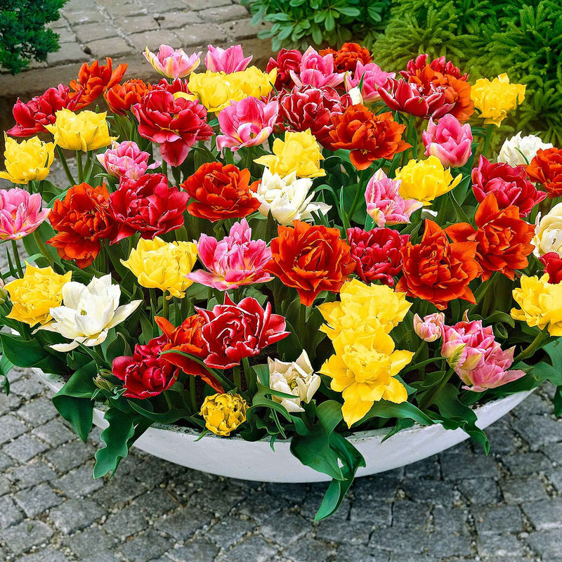 Tulpen Mischung - Title:Das beutel von 20 blumenzwiebeln / umfang 11-12cm