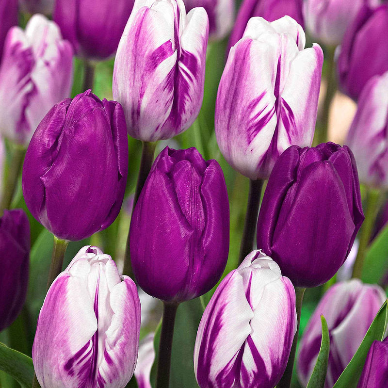 Tulpen Mischung 'Purper Mixture' (x12)