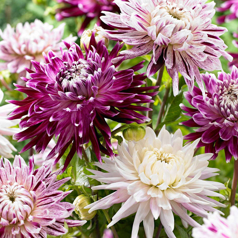 Dahlien 'Avignon' + 'Vancouver' (x3)