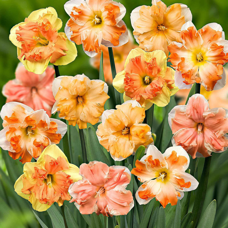 Narzissen Mischung 'Flower Power' (x10)