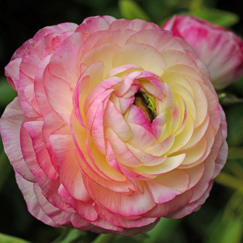 Ranunkel Picotee Pink (x12)