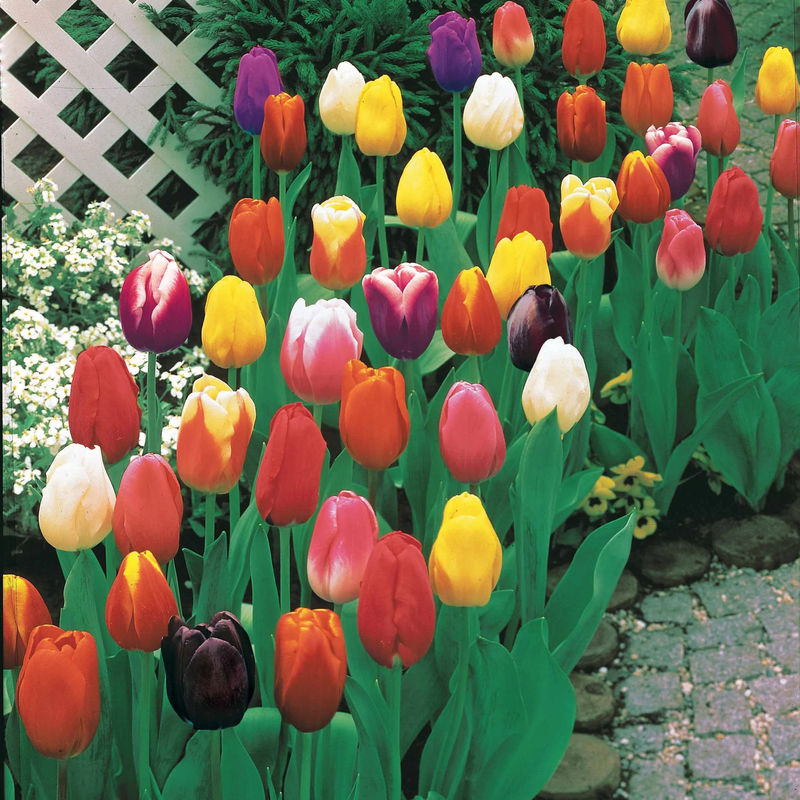 Triumph Tulpen Mischung