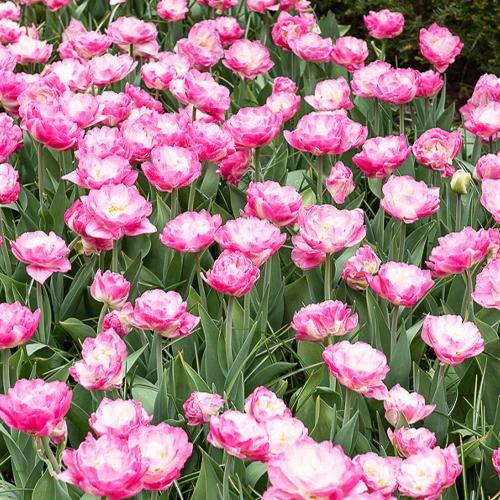 Pfingstrosen Tulpe rosa (x10)