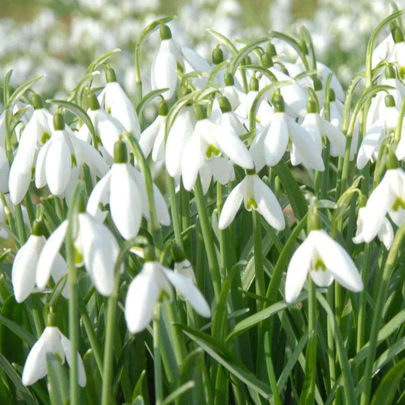 Schneeglöckchen (x25)
