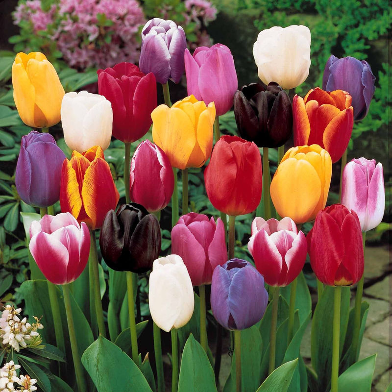 Tulpen 3-Monats-Kollektion (x60)