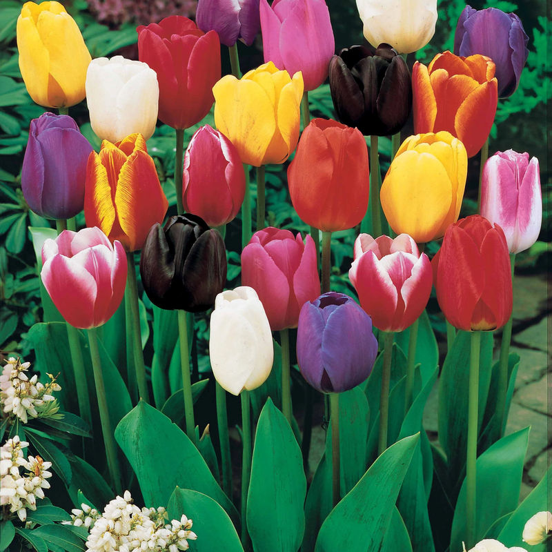 Triumph Tulpen Mischung - Title:Das beutel von 25 blumenzwiebeln / umfang 12cm+
