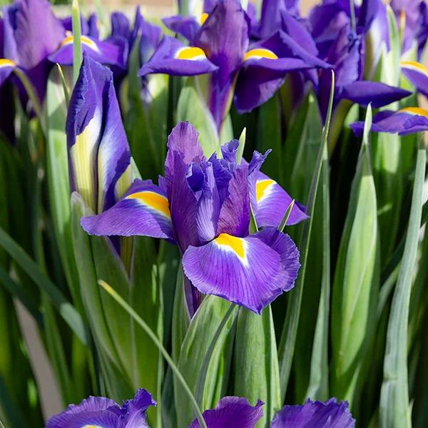 Holländische Schwertlilien 'Purple Sensation' - Title:Das beutel von 15 blumenzwiebeln / umfang 8-9cm