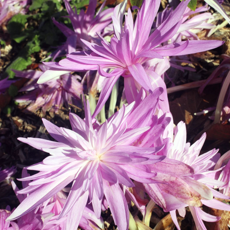 Herbstzeitlose Waterlily