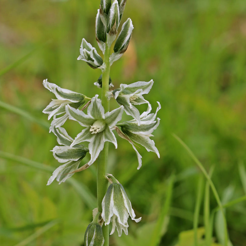 Verkümmerte Sternhyazinthen - Title:Das beutel von 15 blumenzwiebeln / umfang 5-6cm
