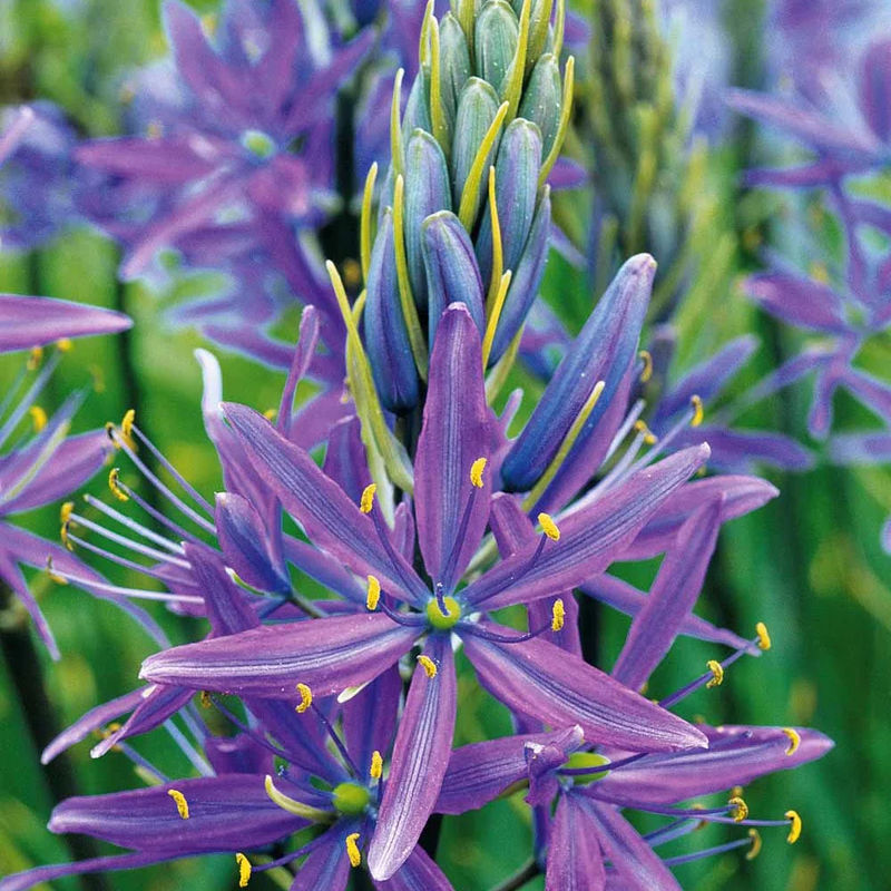 Prärielilie Caerulea (x5)