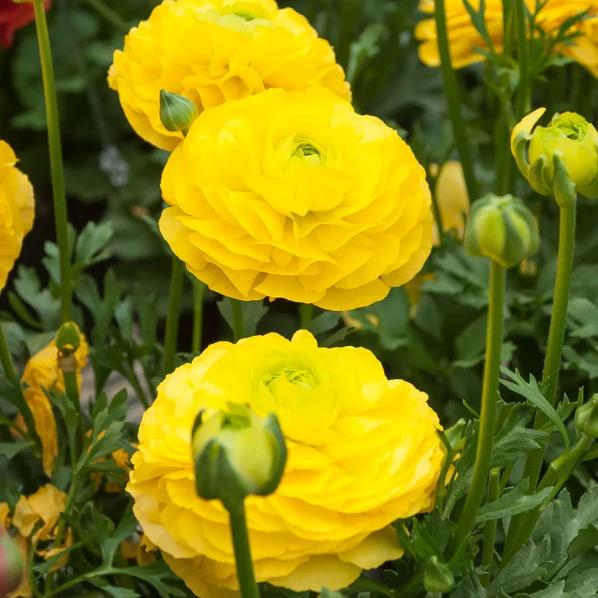 Gelbe Ranunkeln - Title:Das beutel von 10 blumenzwiebeln / umfang 6-7cm
