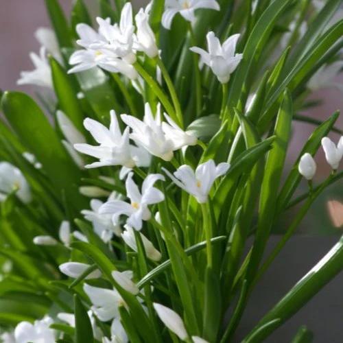 Schneeglanz Luciliae Alba (x20)