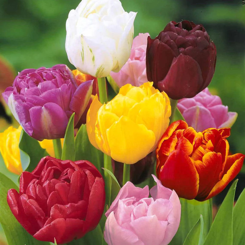 Pfingstrose Tulpen Mischung (x20) - Title:Das beutel von 20 blumenzwiebeln / umfang 10-11cm