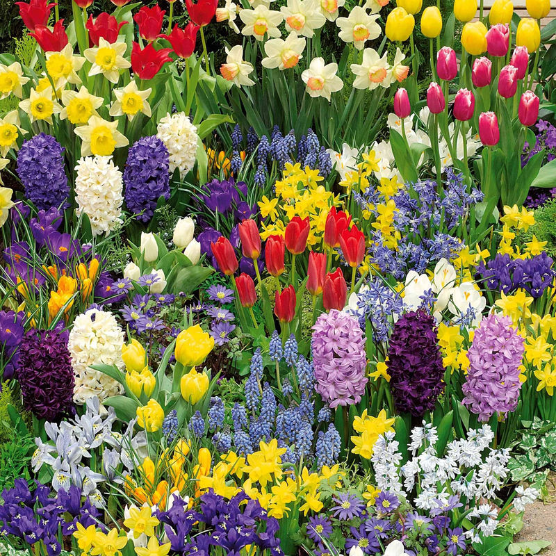 Frühlingsblumenzwiebel Mischung (x200)