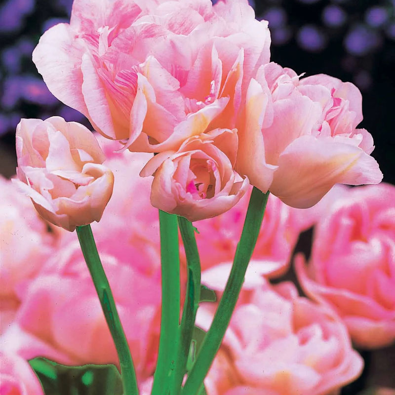 Tulpe Angelique (x10)
