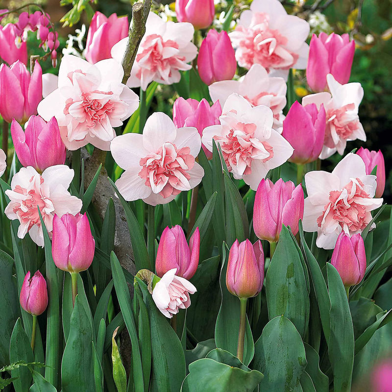 5 Narzissen Replète + 10 Tulpen Evening Breeze