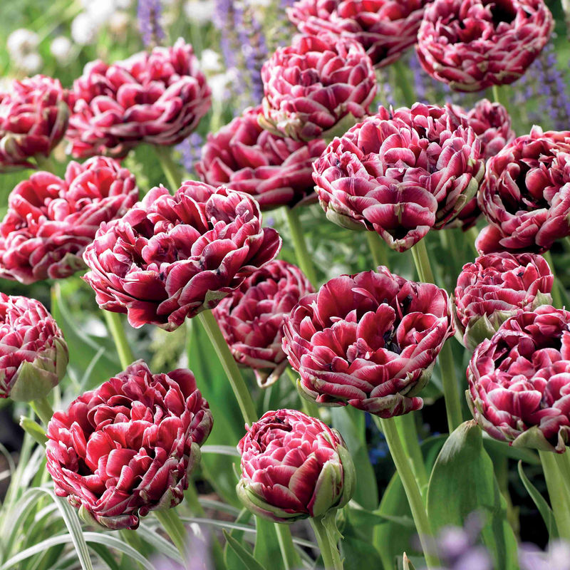 Tulpe Dream Touch (x8)