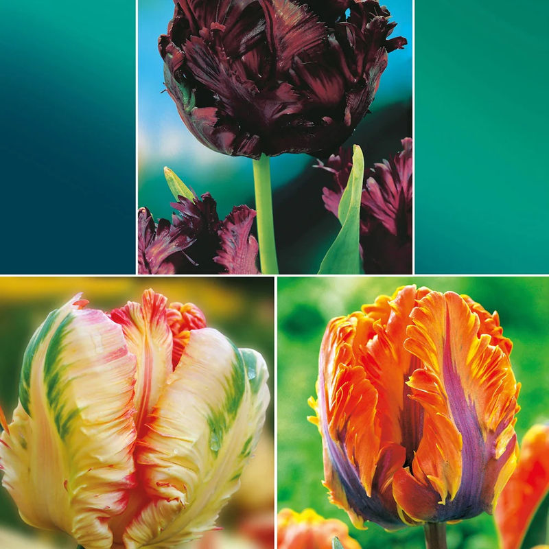 Papagei Tulpen Kollektion: 'Princes Irene'  + 'Black Parrot' + 'Apricot Parrot' (x24)
