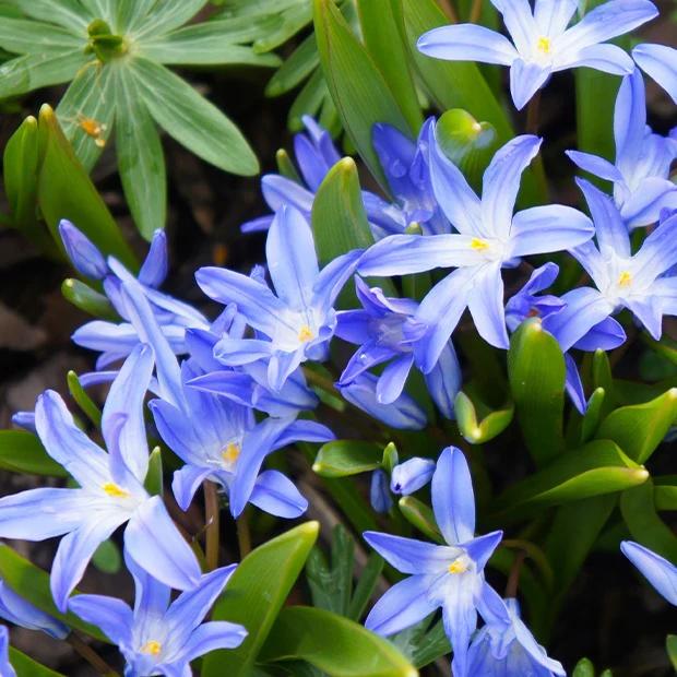 Blaue Schneeglöckchen (x10)
