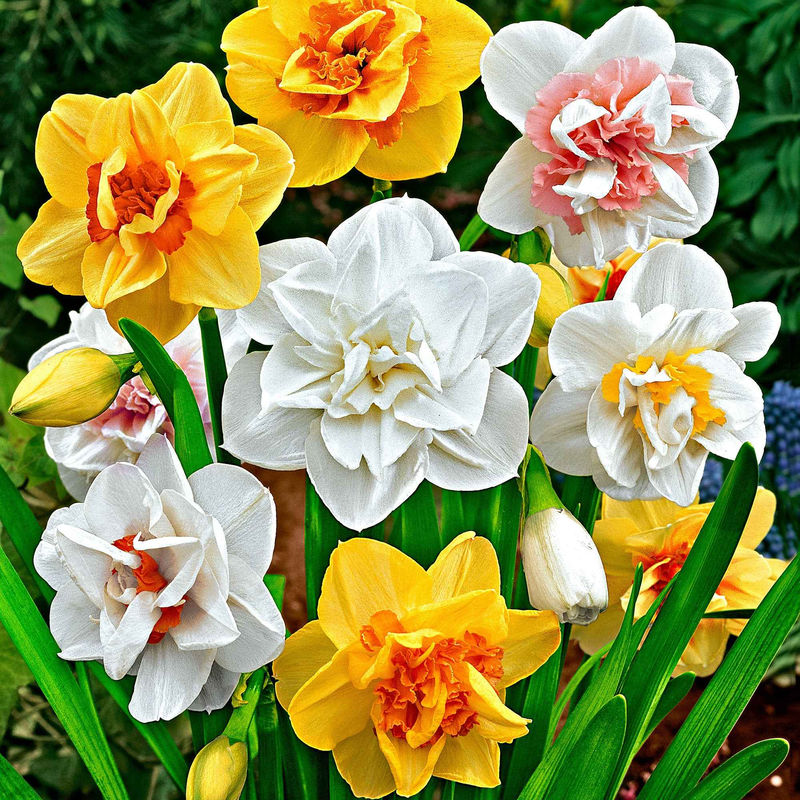 Doppelblütige Narzissen Mischung 'Double Flowers' - Title:Das beutel von 15 blumenzwiebeln / umfang 12-14cm