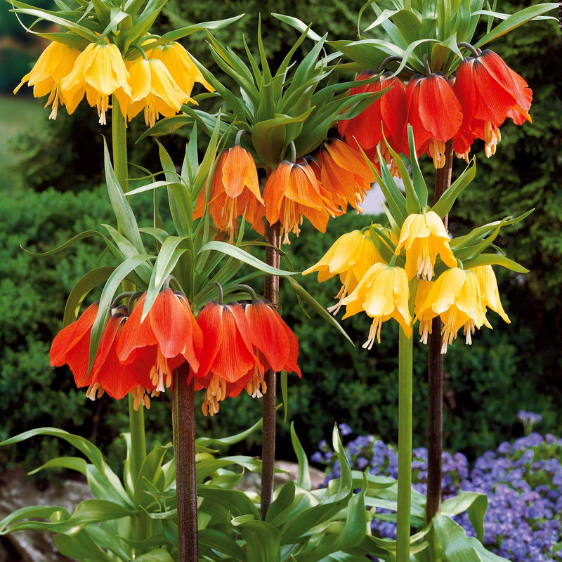 Kaiserkrone Rubra