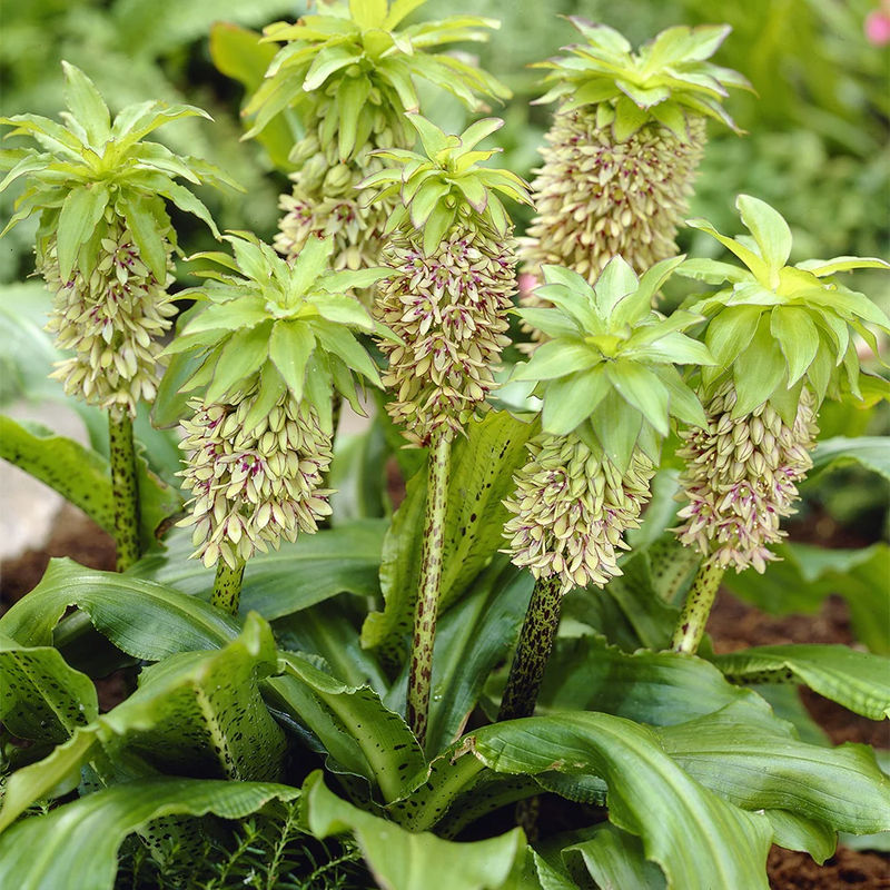 Zweifarbige Ananaslilie (x3) - Title:Das beutel von 3 blumenzwiebeln / umfang 16-18cm