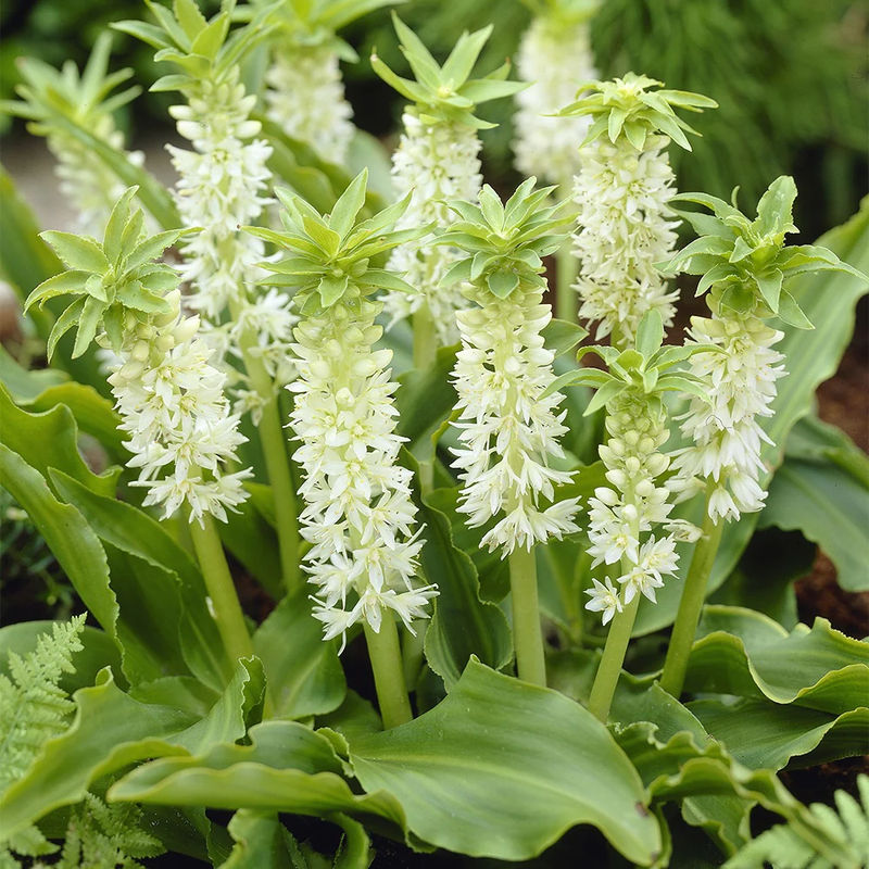 Gewellte Schopflilie (x3)