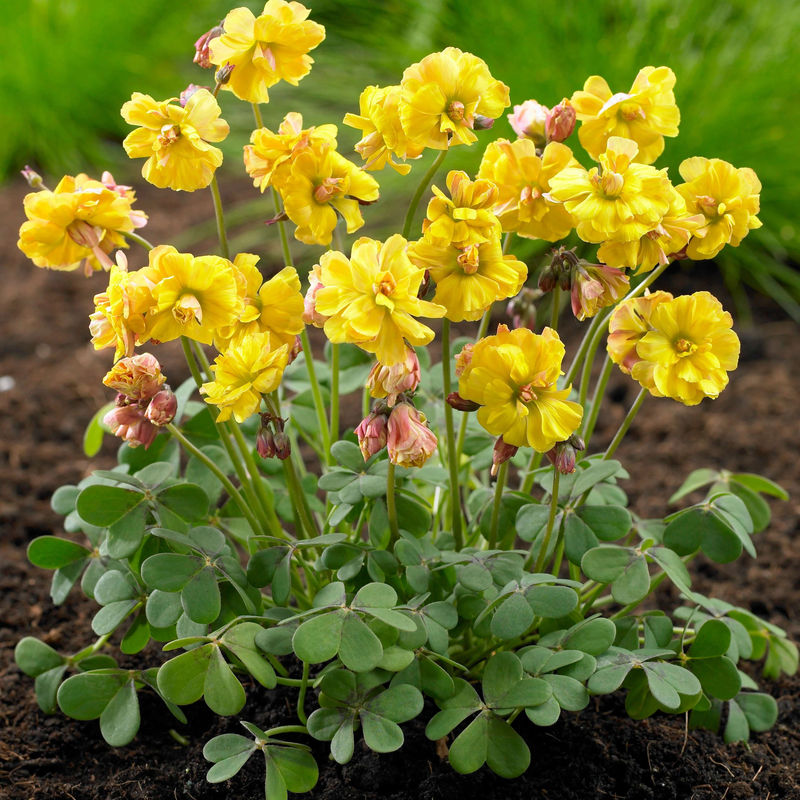 Oxalis Double Trouble (x5)
