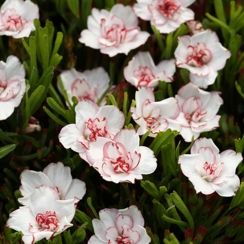 Oxalis Pink Wonder (x5)