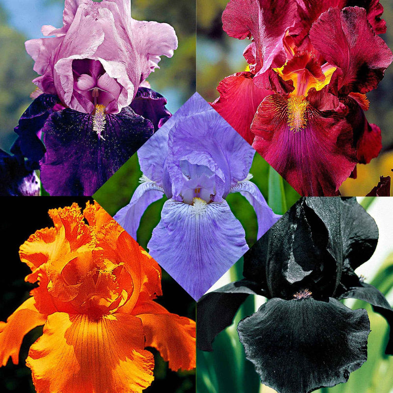 Schwertlilien Mischung 'Magic Melange' (x5)