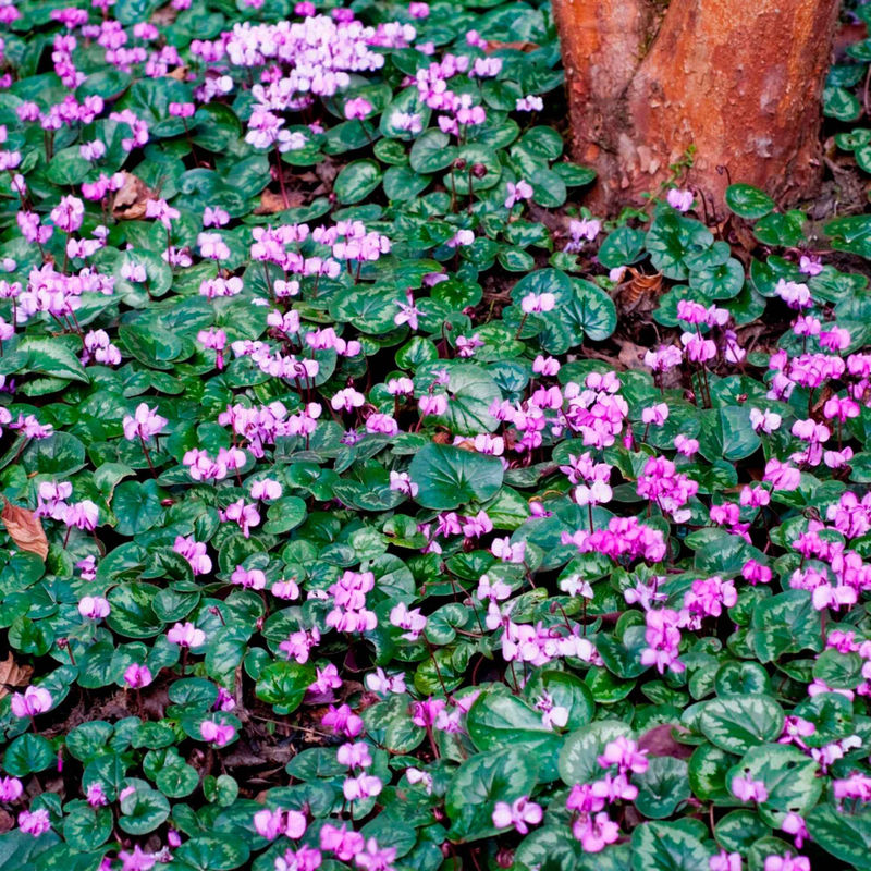 Alpenveilchen 'Coum' (x3)