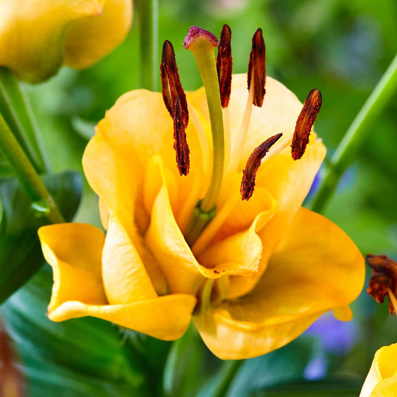 Asiatische Lilie 'Apricot Fudge' (x3)