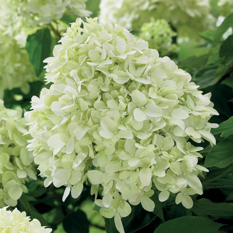 Rispenhortensie 'Little Spooky'