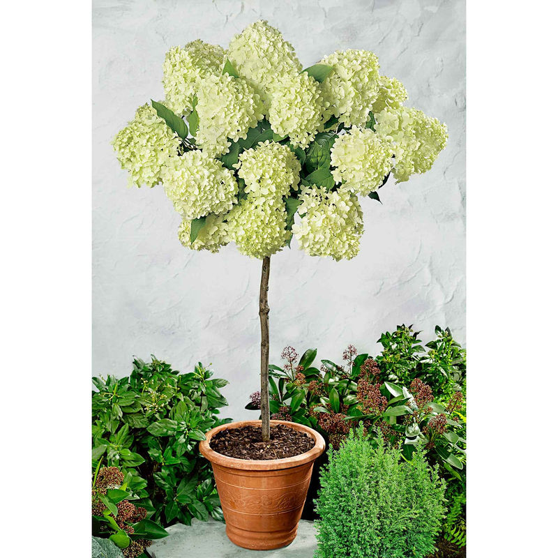 Rispenhortensie 'Limelight'
