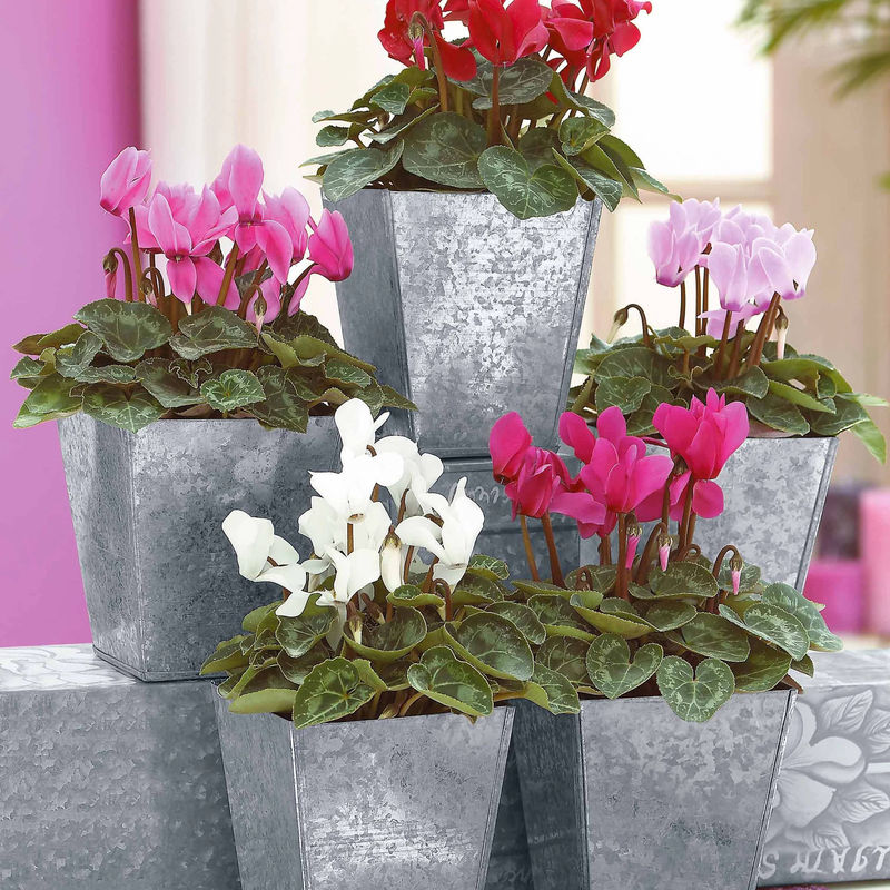Mini-Cyclamen Super-Serie (x3)
