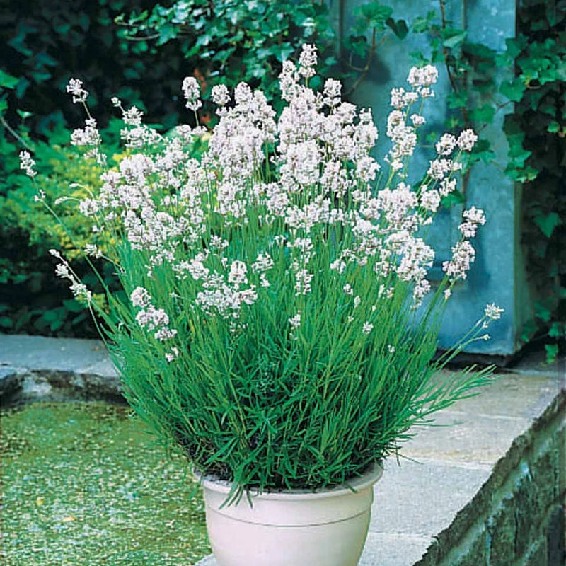 Weißer Lavendel (x2)