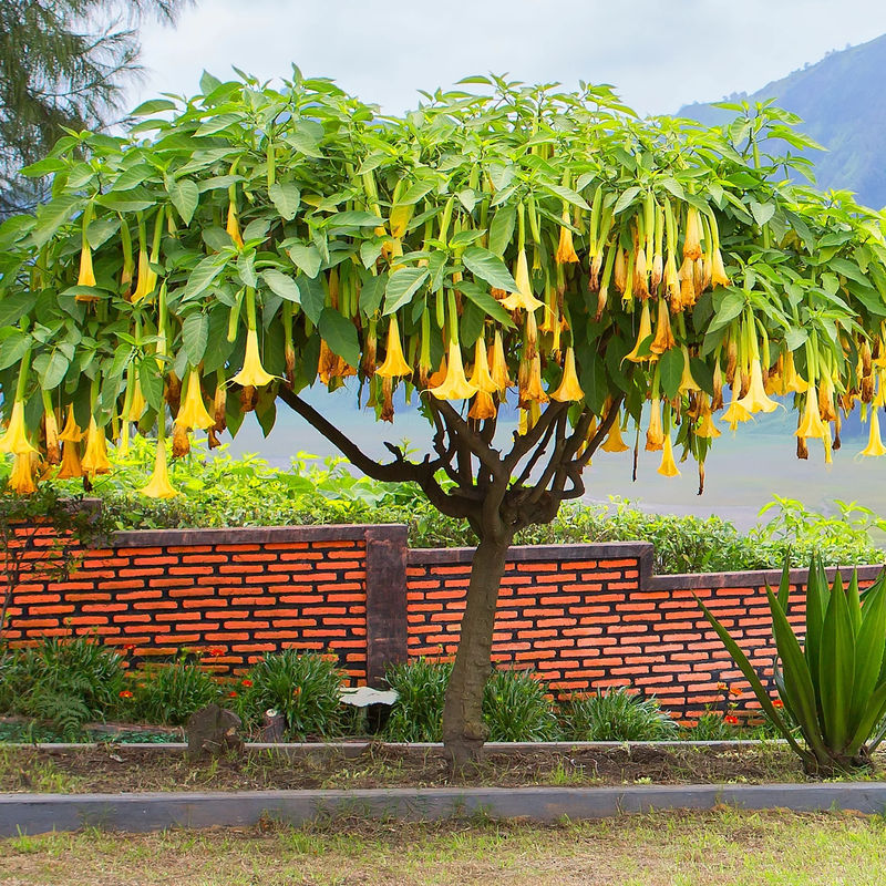 Brugmansia gelb