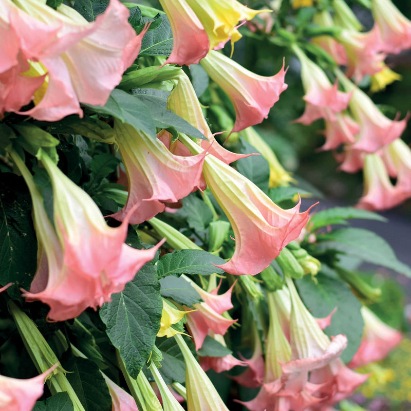 Engelstrompeten Exotic Pink