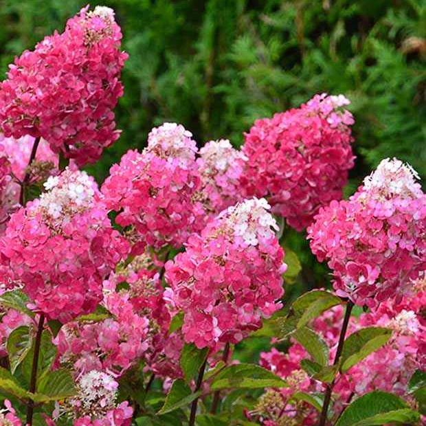 Rispenhortensie Framboisine® Rensam