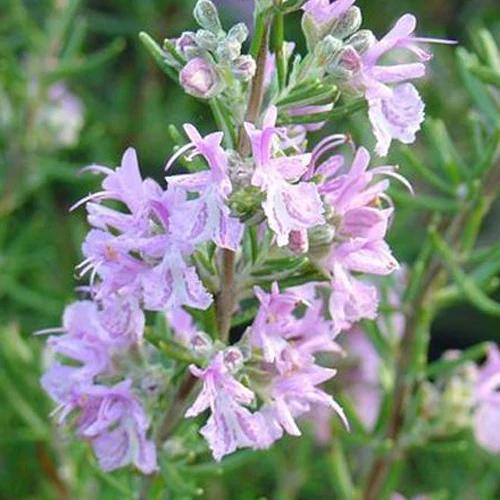 Rosmarin Majorca Pink