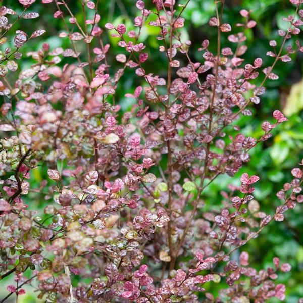 Lophomyrtus Purpurea Nana