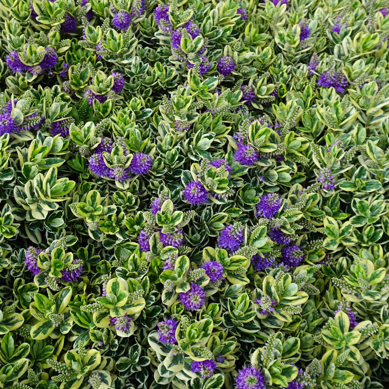 Strauchveronika Variegata