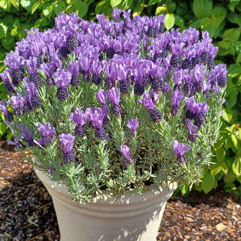Schopflavendel MAGICAL® POSY PURPLE