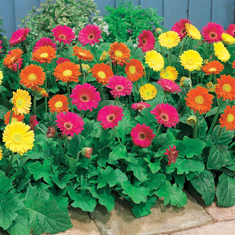 Gerbera Garvinea Mischung (rot, gelb, purpur) (x3)
