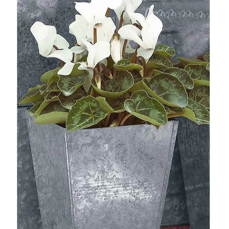 Weiße Cyclamen (x3)