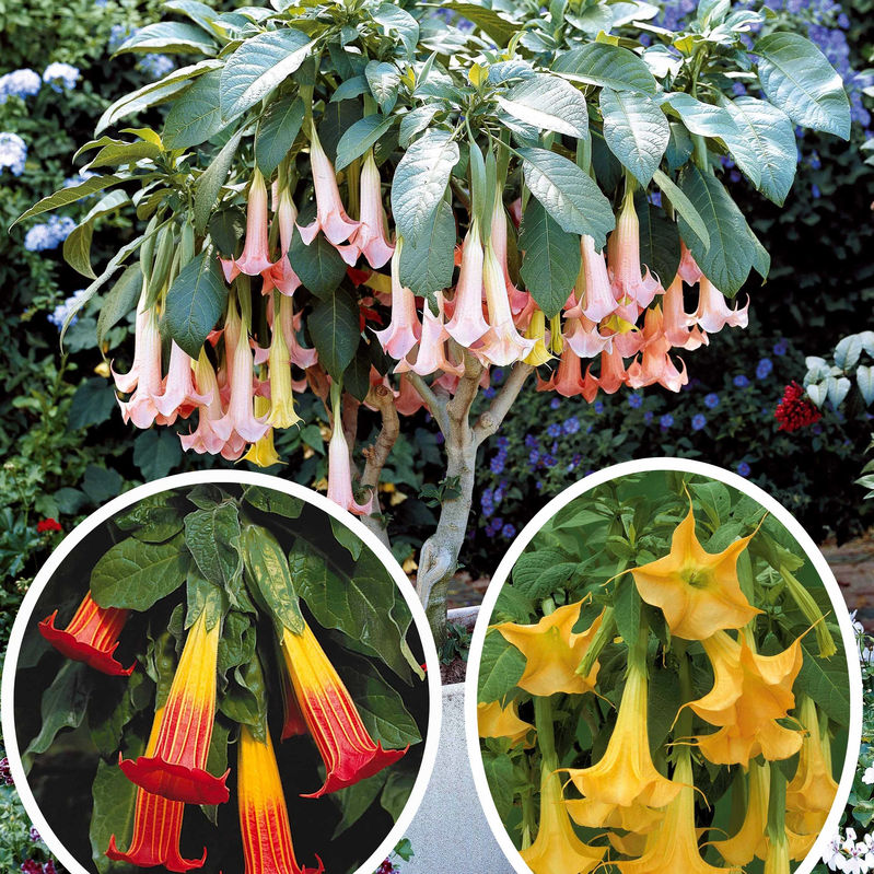 Brugmansia-Sammlung: Rot und Gold, Gelb, Rosa. (x3)