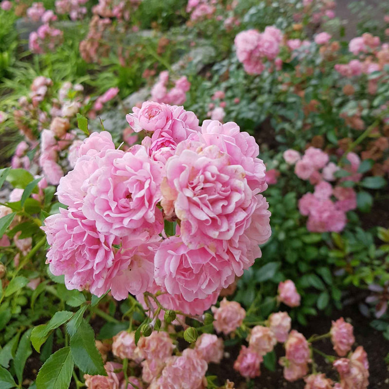 Bodendeckende Rose 'The Fairy'